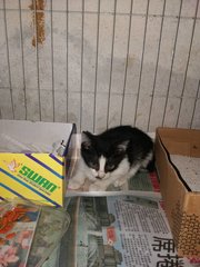 Paris - Tuxedo Cat