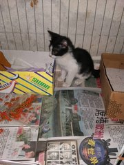 Paris - Tuxedo Cat
