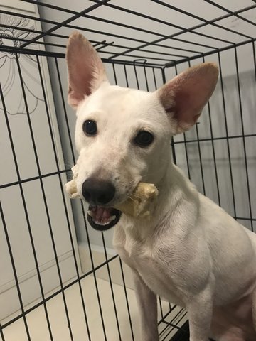 Little White  - Mixed Breed Dog