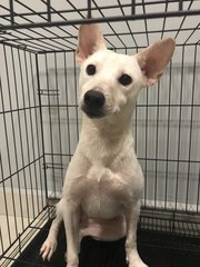 Little White  - Mixed Breed Dog