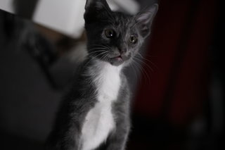 Oreo - Manx + British Shorthair Cat