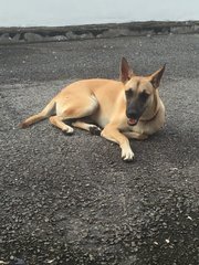 I’m neutered and vaccinated
