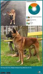 I’m a Belgian malinois mix?