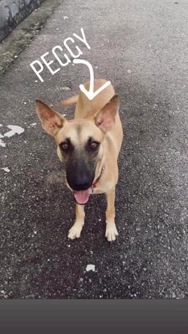 Peggy - Mixed Breed Dog