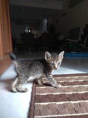 Kitten Taman Desa - Domestic Short Hair + Tabby Cat