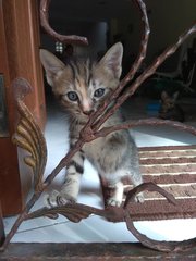 Kitten Taman Desa - Domestic Short Hair + Tabby Cat