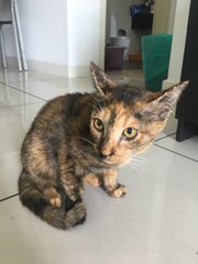 Ella - Domestic Short Hair + Calico Cat