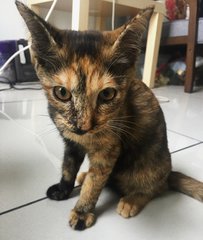 Ella - Domestic Short Hair + Calico Cat