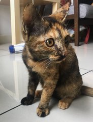 Ella - Domestic Short Hair + Calico Cat