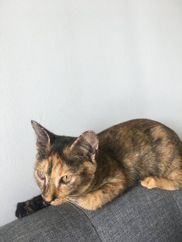 Ella - Domestic Short Hair + Calico Cat