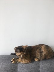 Ella - Domestic Short Hair + Calico Cat