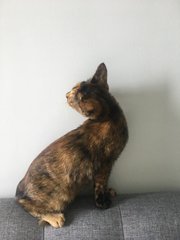 Ella - Domestic Short Hair + Calico Cat