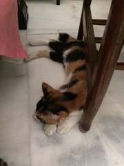 Miyu - Domestic Short Hair + Calico Cat