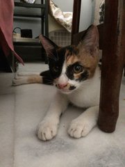 Miyu - Domestic Short Hair + Calico Cat