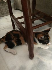 Miyu - Domestic Short Hair + Calico Cat