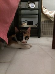 Miyu - Domestic Short Hair + Calico Cat