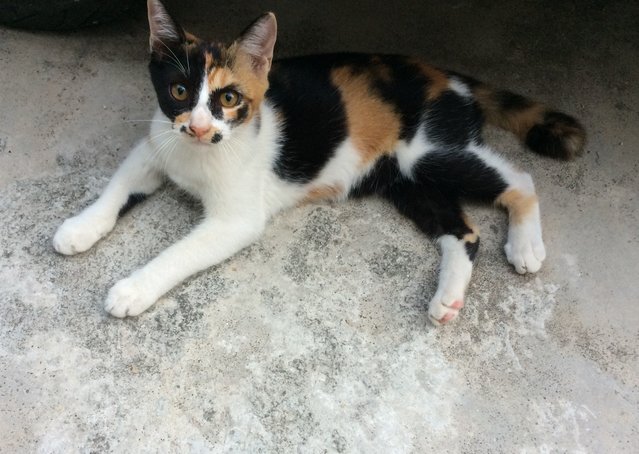 Miyu - Domestic Short Hair + Calico Cat