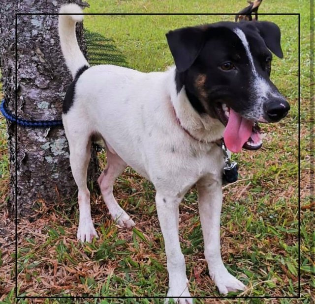 Black - Mixed Breed Dog