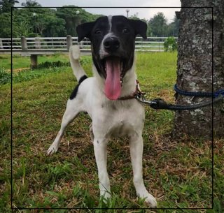 Black - Mixed Breed Dog