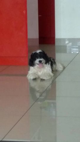 Ashbee - Shih Tzu Dog