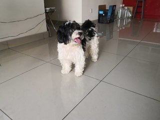 Ashbee - Shih Tzu Dog