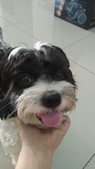 Ashbee - Shih Tzu Dog