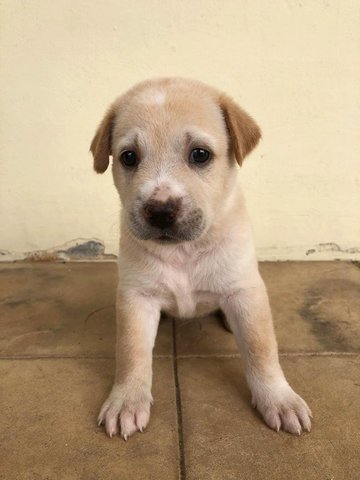 2 Female Puppies For Adoption - Mixed Breed Dog