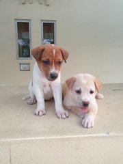 2 Female Puppies For Adoption - Mixed Breed Dog