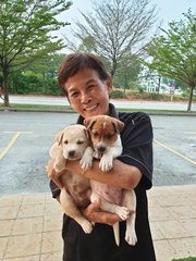 2 Female Puppies For Adoption - Mixed Breed Dog