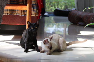 Bobbie &amp; Oskar - Domestic Short Hair + Siamese Cat