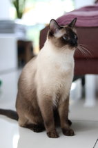 Bobbie &amp; Oskar - Domestic Short Hair + Siamese Cat