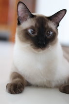 Bobbie &amp; Oskar - Domestic Short Hair + Siamese Cat