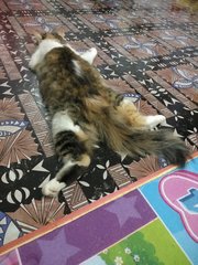 Yuna Lover - Domestic Long Hair Cat