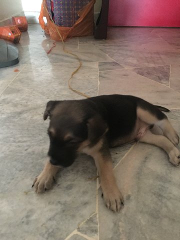 Milo - Mixed Breed Dog