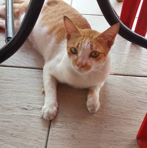 No Name At Skudai  - Domestic Short Hair Cat