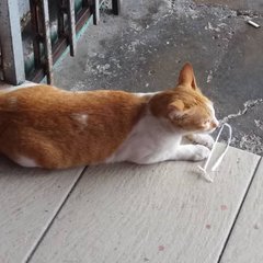 No Name At Skudai  - Domestic Short Hair Cat