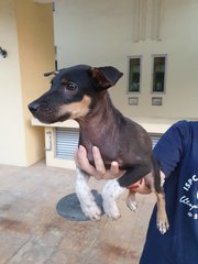 Lily! - Miniature Pinscher Mix Dog