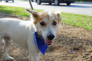 Chocho - Mixed Breed Dog