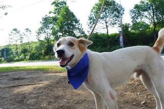 Chocho - Mixed Breed Dog