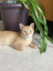 Boba - Domestic Short Hair Cat