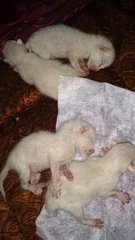 Putih 1,2,3,4 - Domestic Short Hair Cat