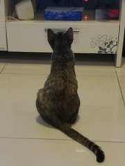 Girl Girl - Domestic Short Hair + Tabby Cat