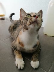 Girl Girl - Domestic Short Hair + Tabby Cat