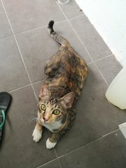 Girl Girl - Domestic Short Hair + Tabby Cat