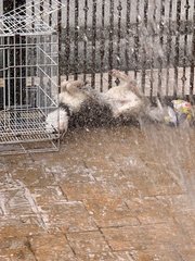 Blue - Siberian Husky Dog