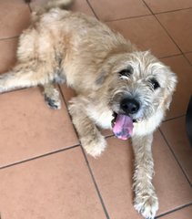 Shaggy C - Wheaten Terrier Dog