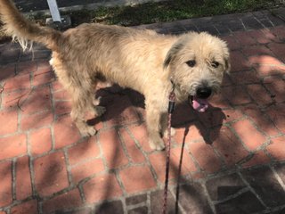 Shaggy C - Wheaten Terrier Dog