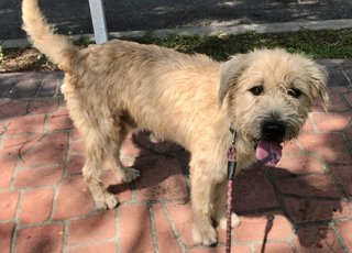 Shaggy C - Wheaten Terrier Dog