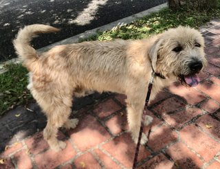 Shaggy C - Wheaten Terrier Dog