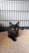 2 Black Cutie - Domestic Short Hair Cat